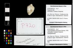 Foto (Objekt + Etikett) von Tuberosagalathea neojurensis (Patrulius, 1959)  (NHMW-GEO-2014-0194-0720)